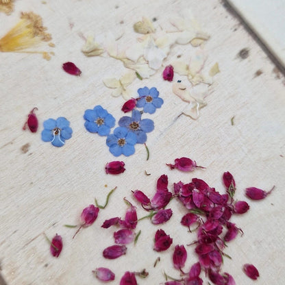 Detailaufnahme echter Vergissmeinnicht-Blüten als Ausgangsmaterial für Schmuck