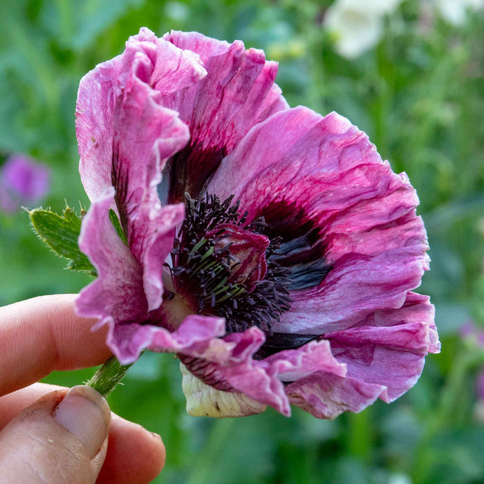 Papaver 'Patty's Plum'