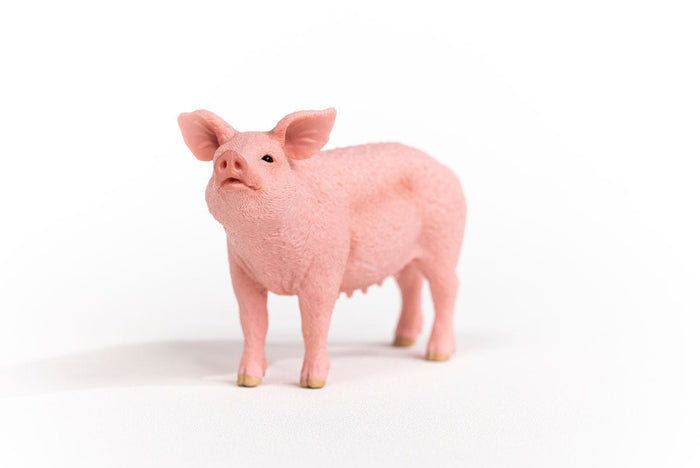 Pig