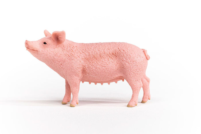 Pig