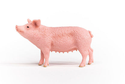 Pig