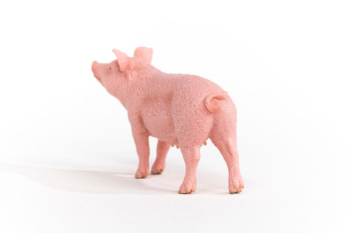 Pig