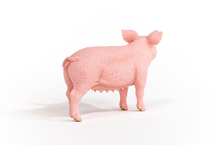 Pig