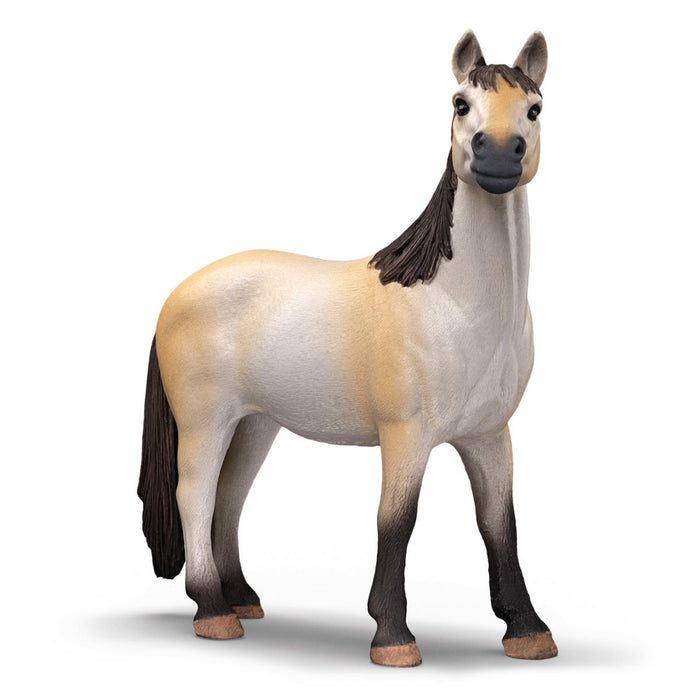 Ponybox with Mustang mare