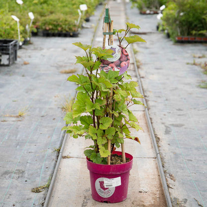 Raspberry 'Tower'