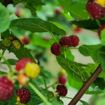 Raspberry 'Tower'