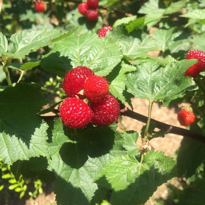 Raspberry 'Tower'