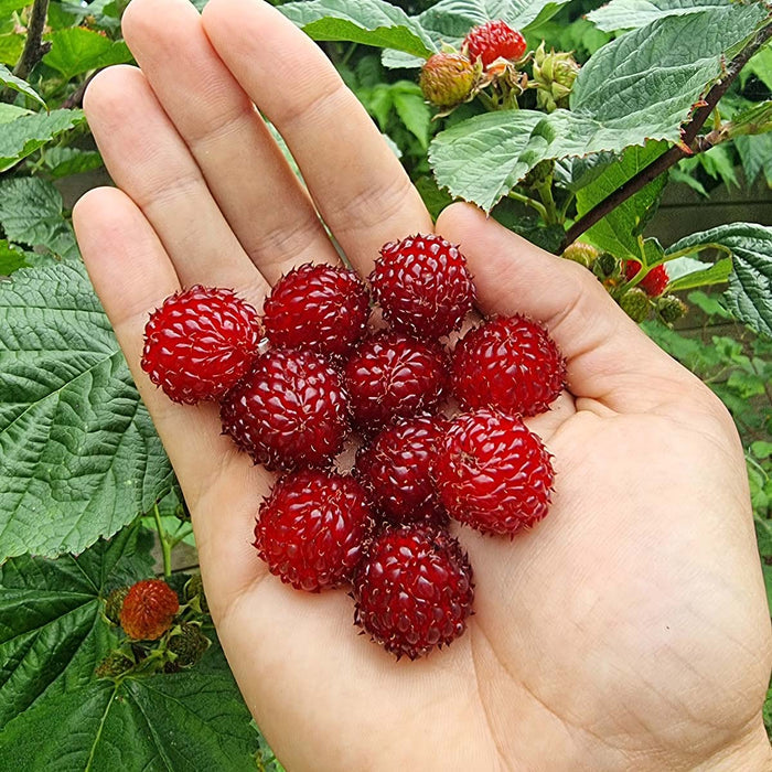 Raspberry 'Tower'