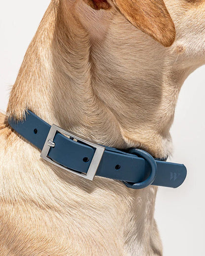 Custom Wild One Pet Collar - Corporate Gifts